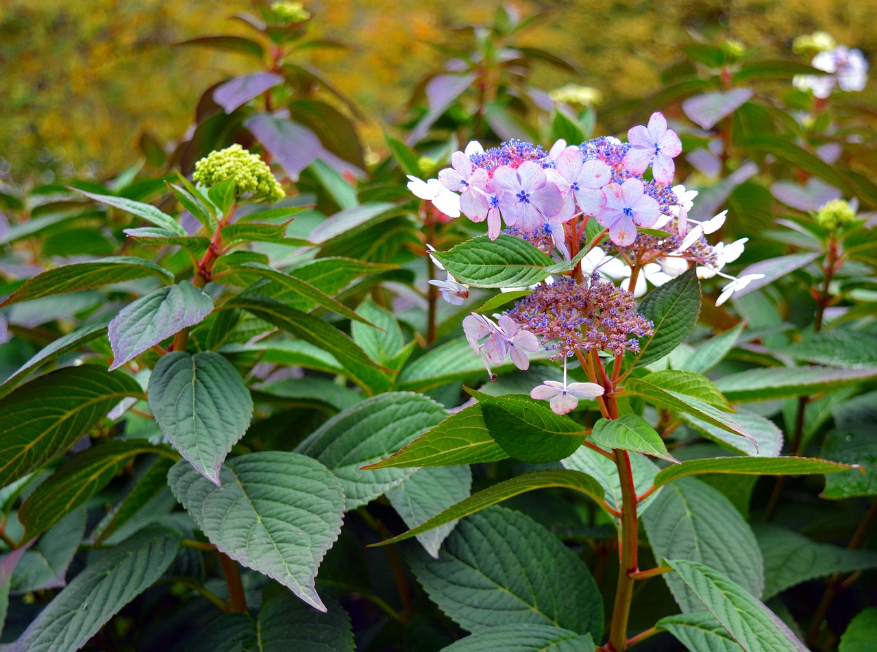 hydrangea bush flowers free photo