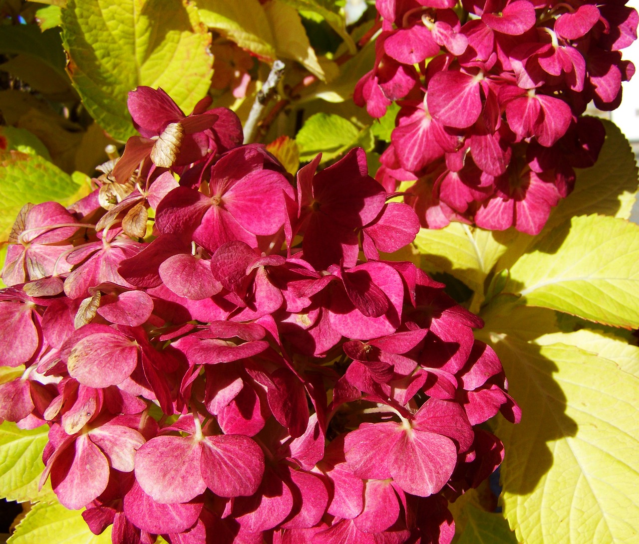 hydrangea burgundy garden free photo