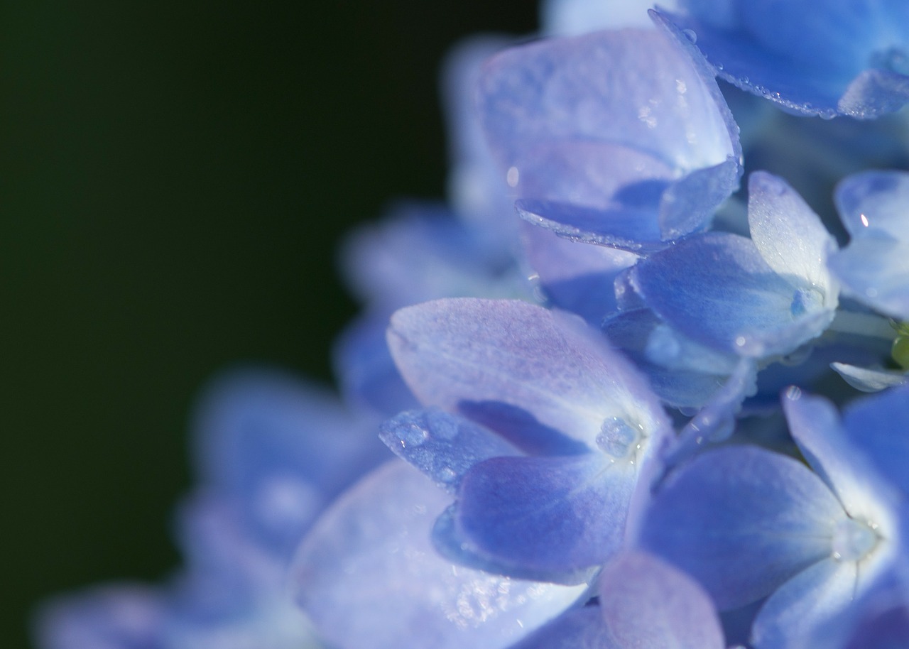 hydrangea flower bloom free photo