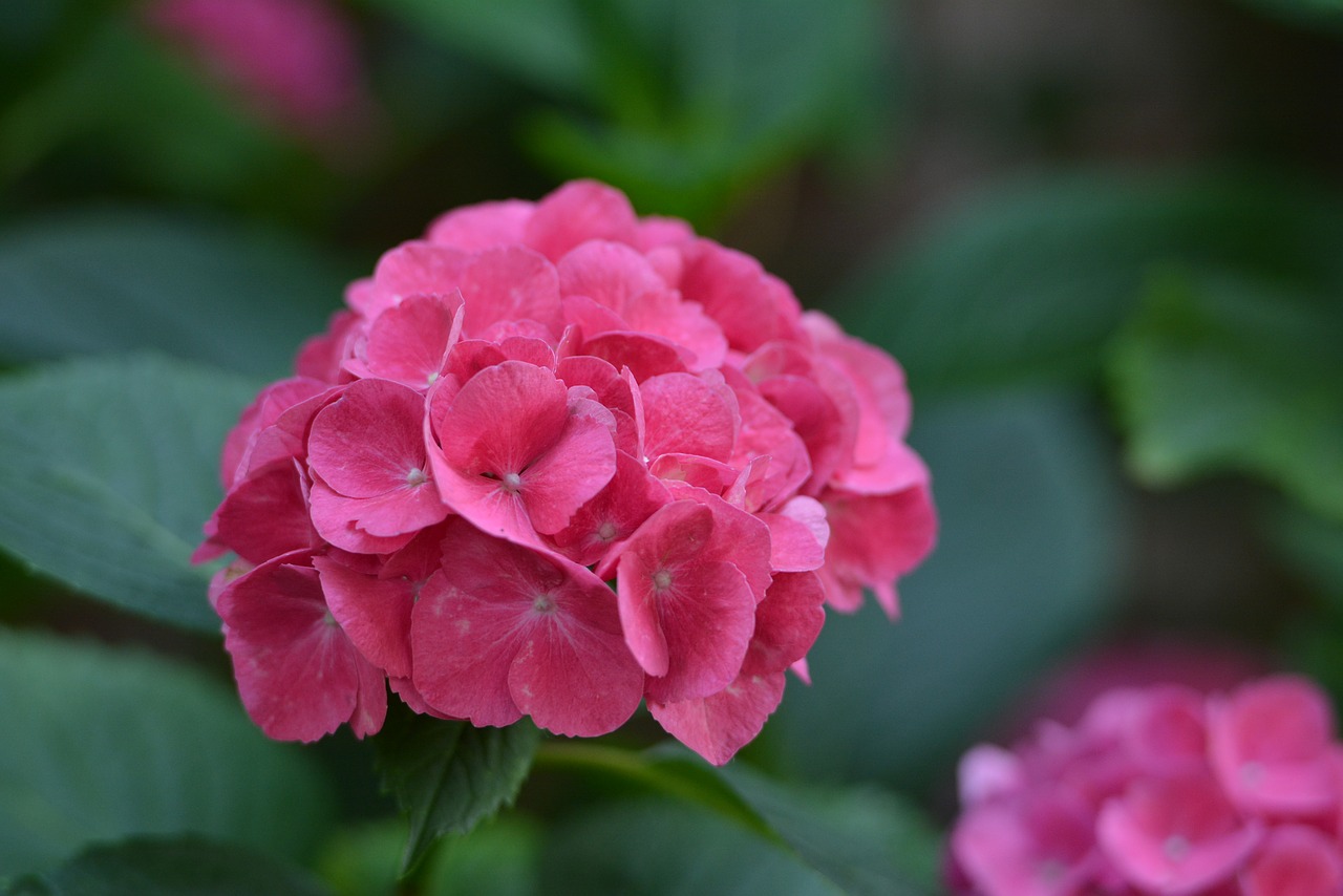 hydrangea pink garden free photo