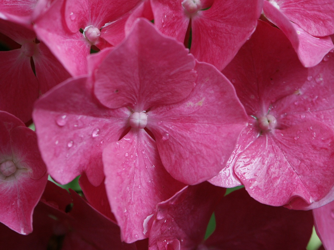 hydrangea pink autumn free photo