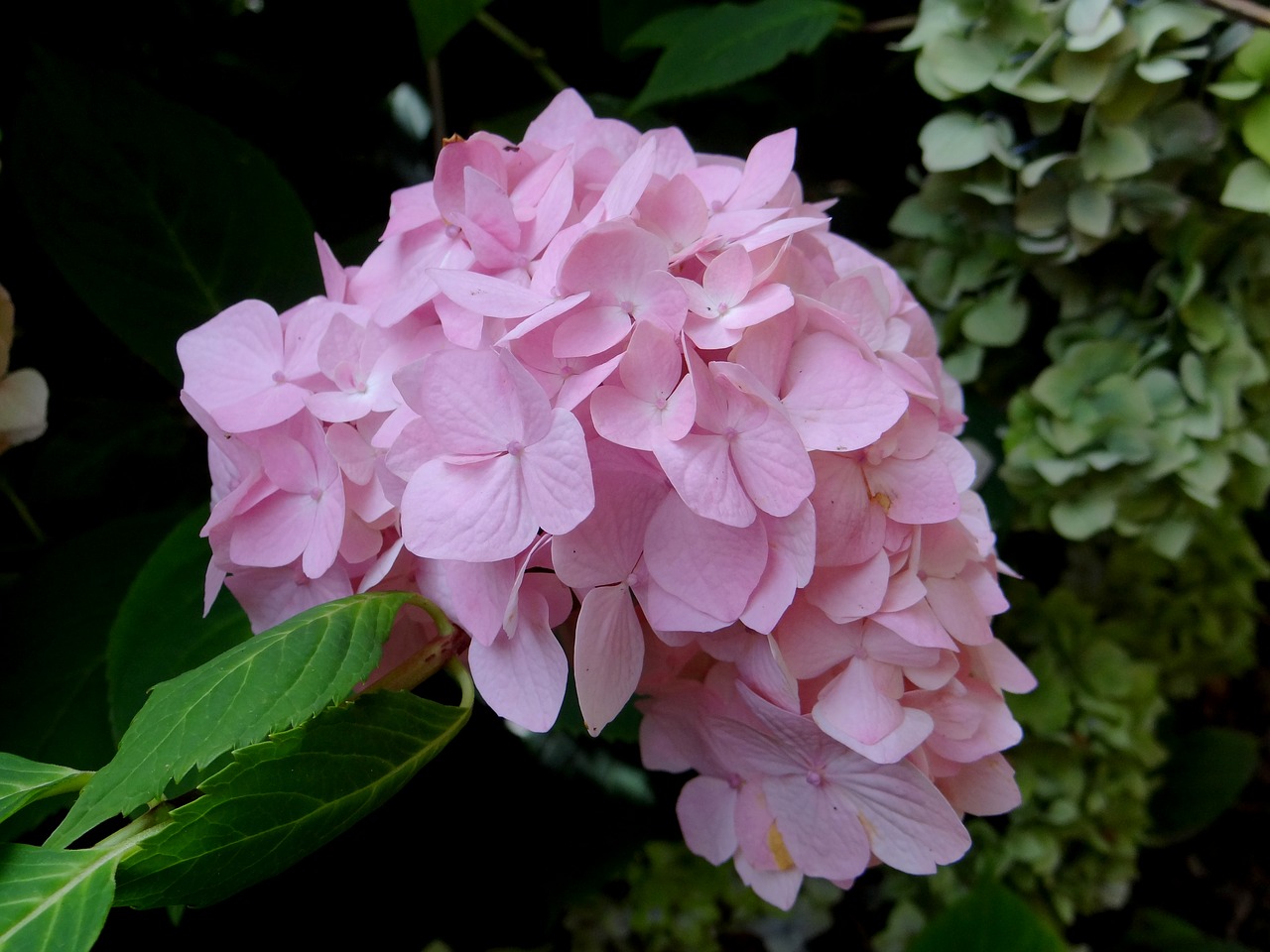 hydrangea flower pink free photo