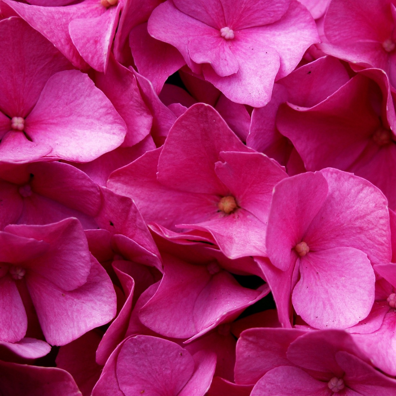 hydrangea flower blossom free photo