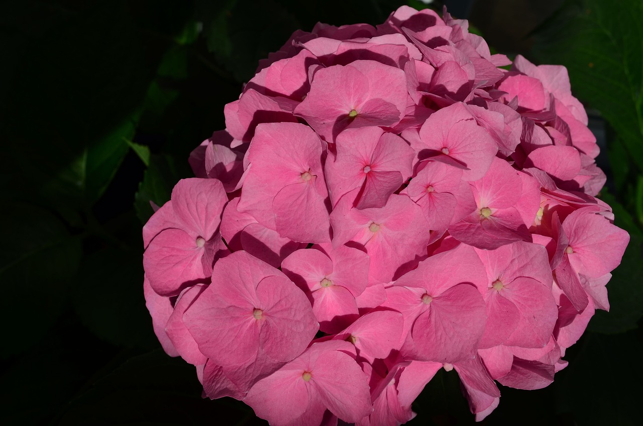 hydrangea flower blossom free photo