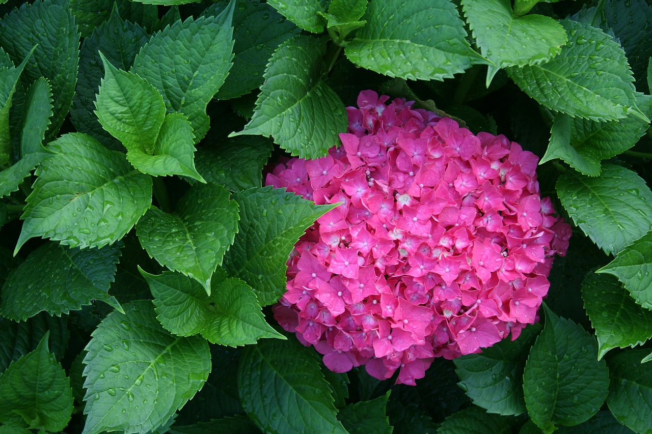 hydrangea flower pink free photo