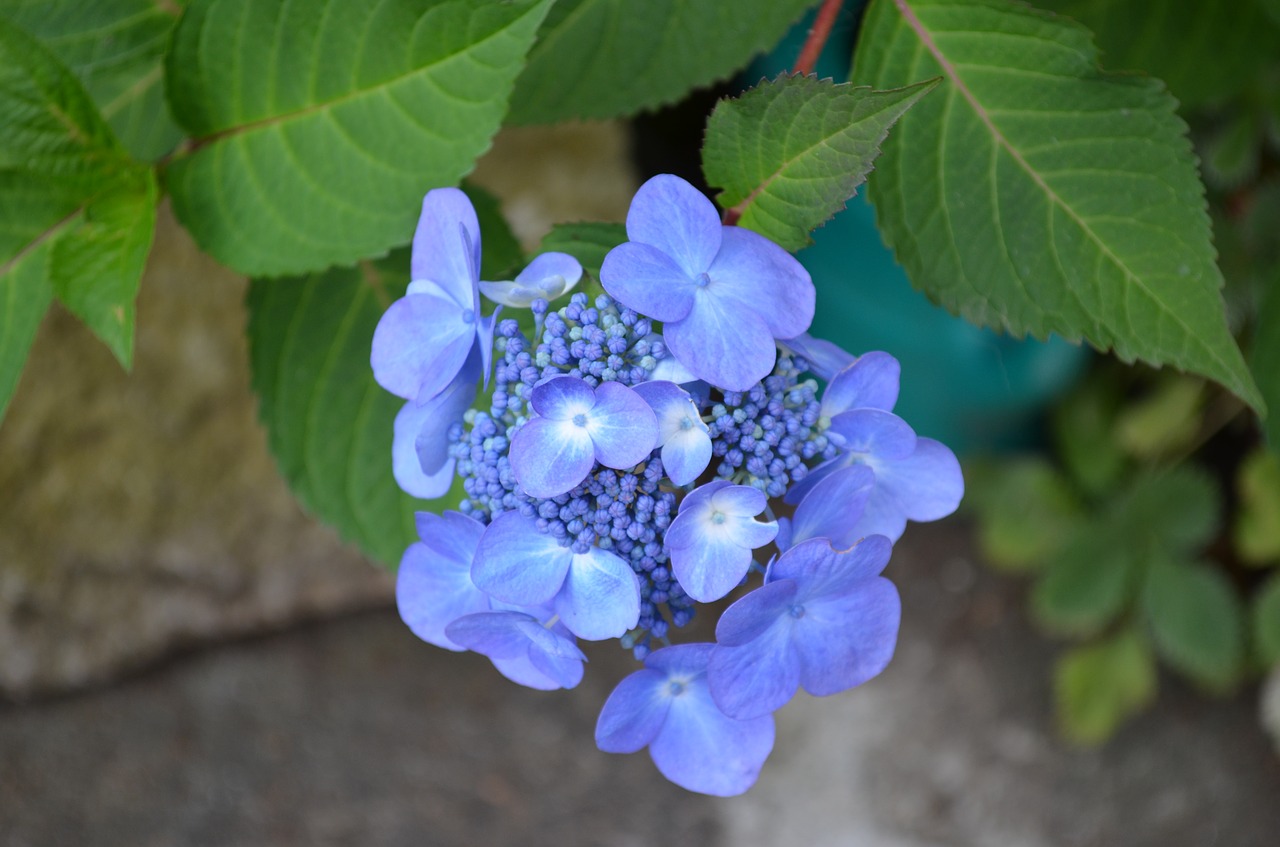 hydrangea flowers purple free photo