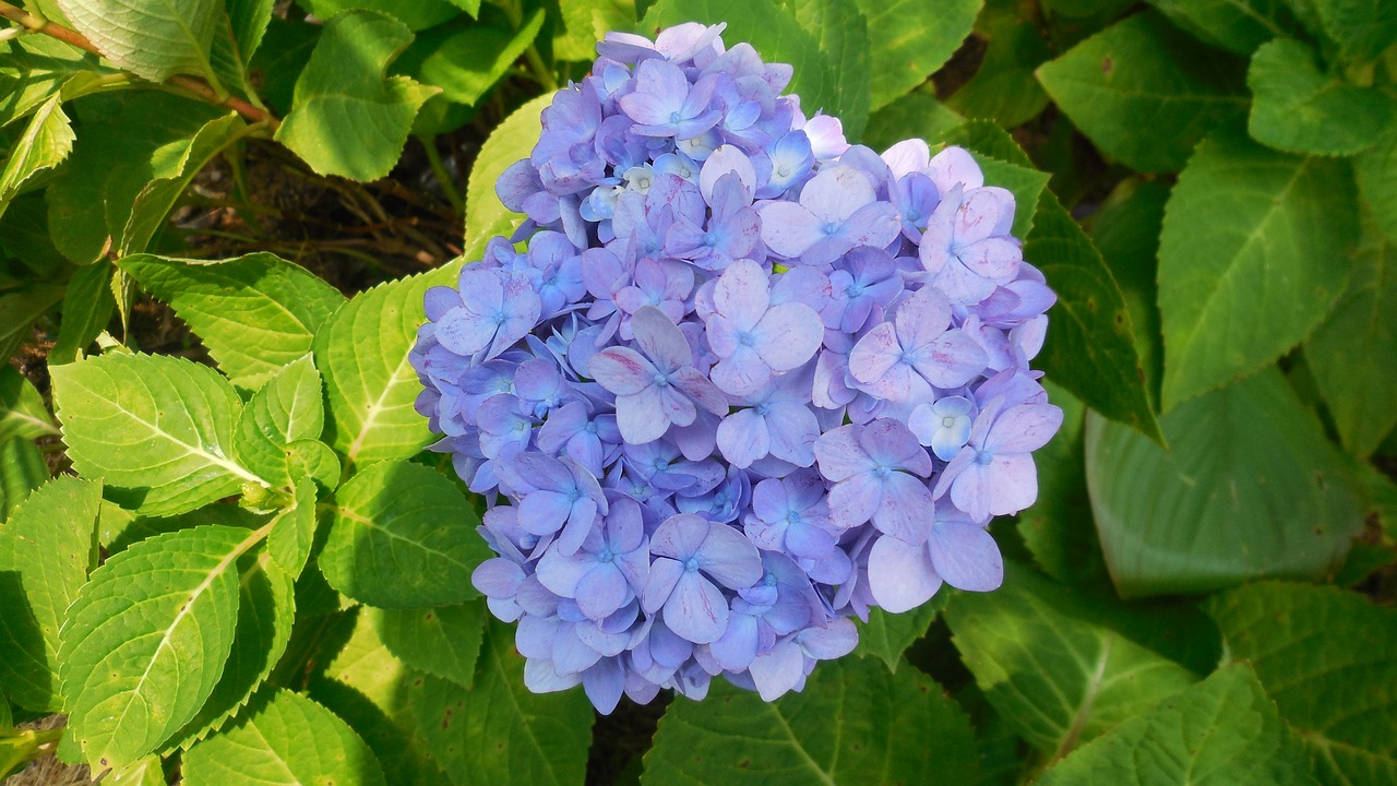 hydrangea flower blue free photo