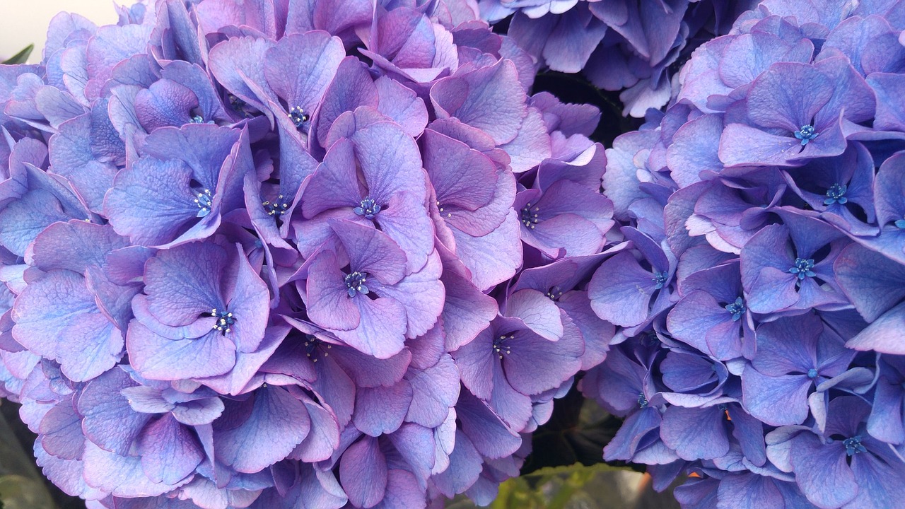 hydrangea plant garden free photo