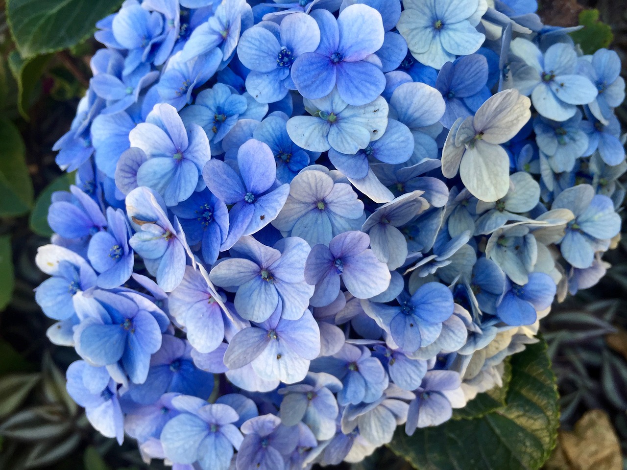 hydrangea blue petals free photo