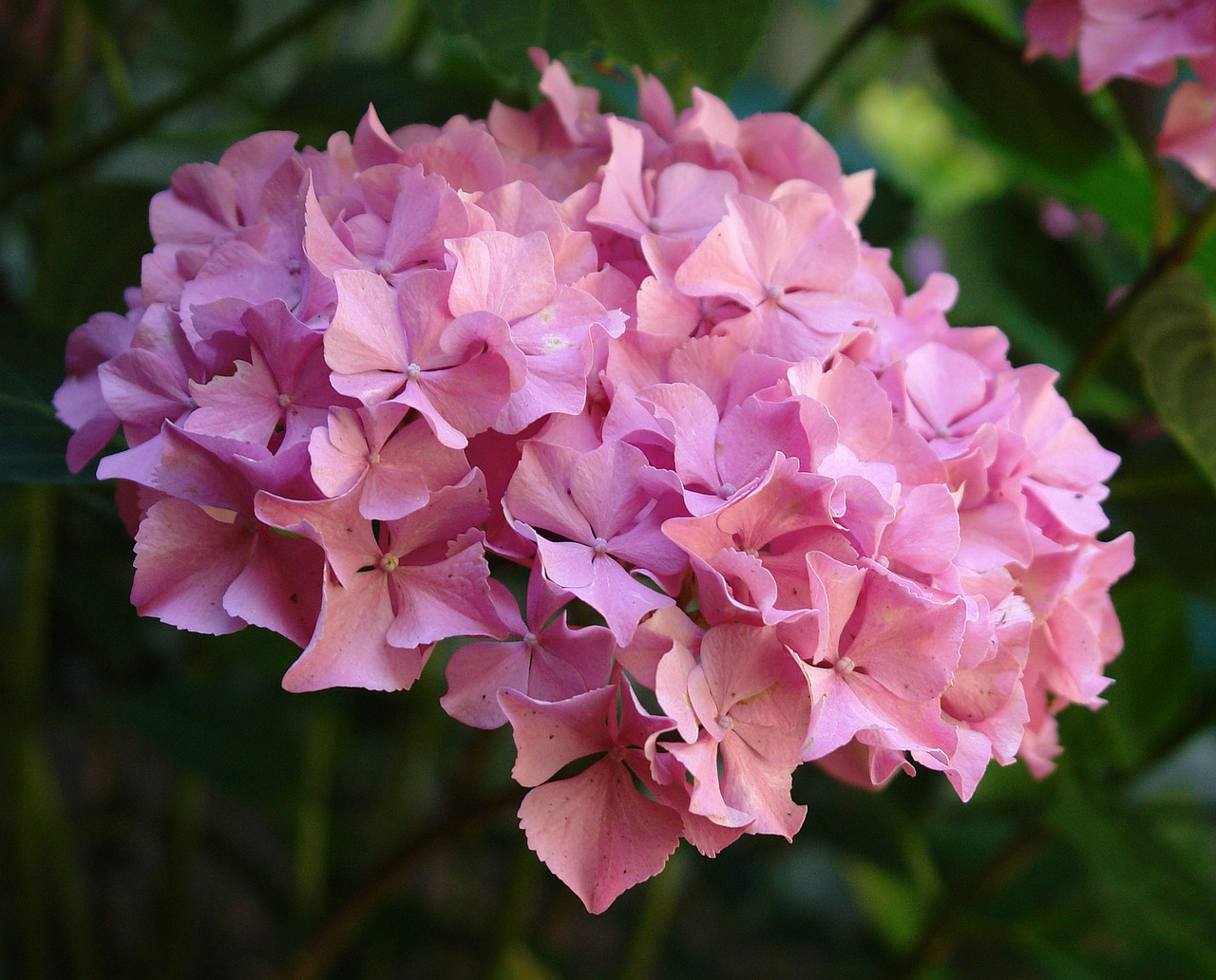 hydrangea plant garden free photo