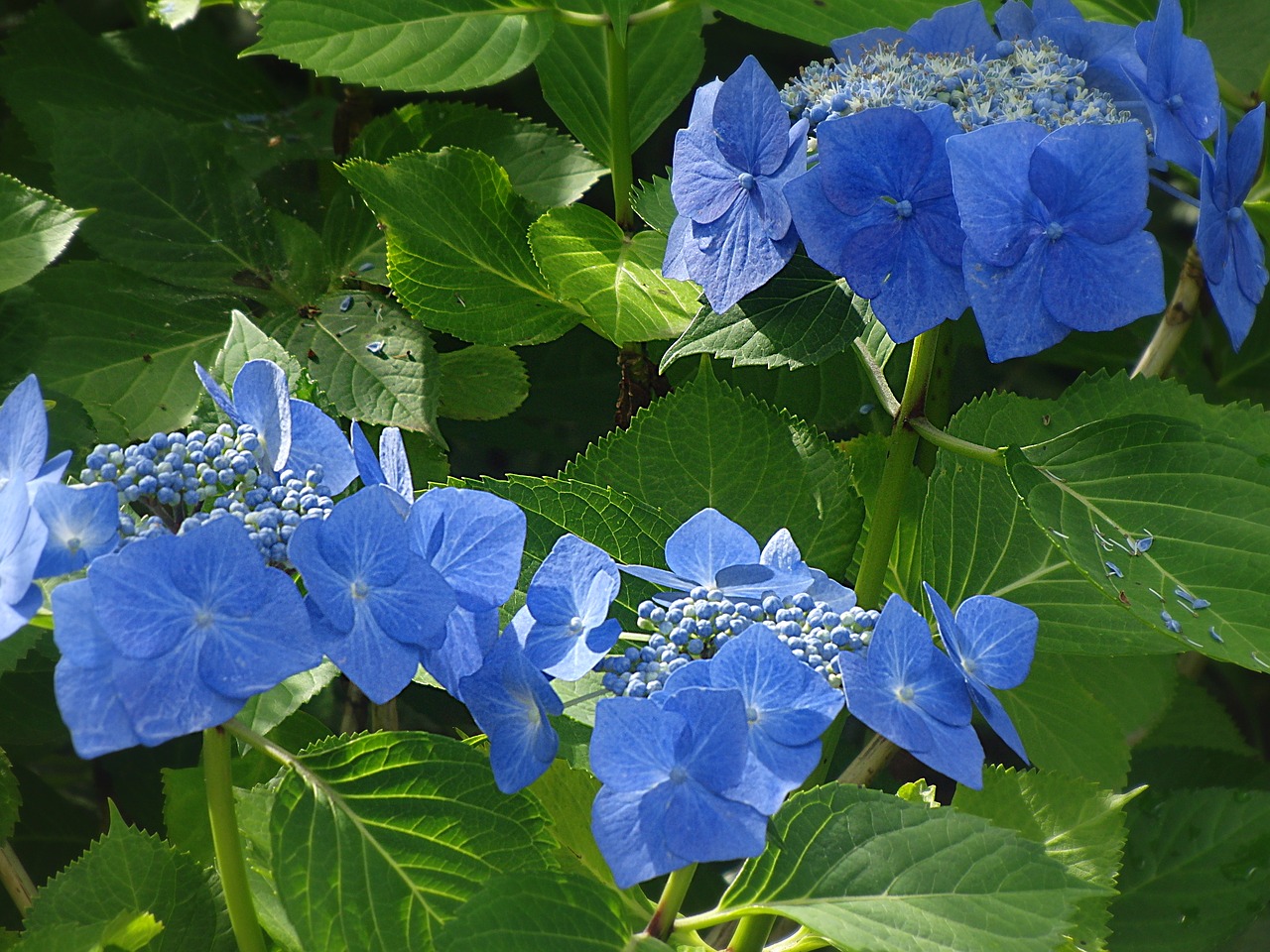 hydrangea blue flower blue free photo