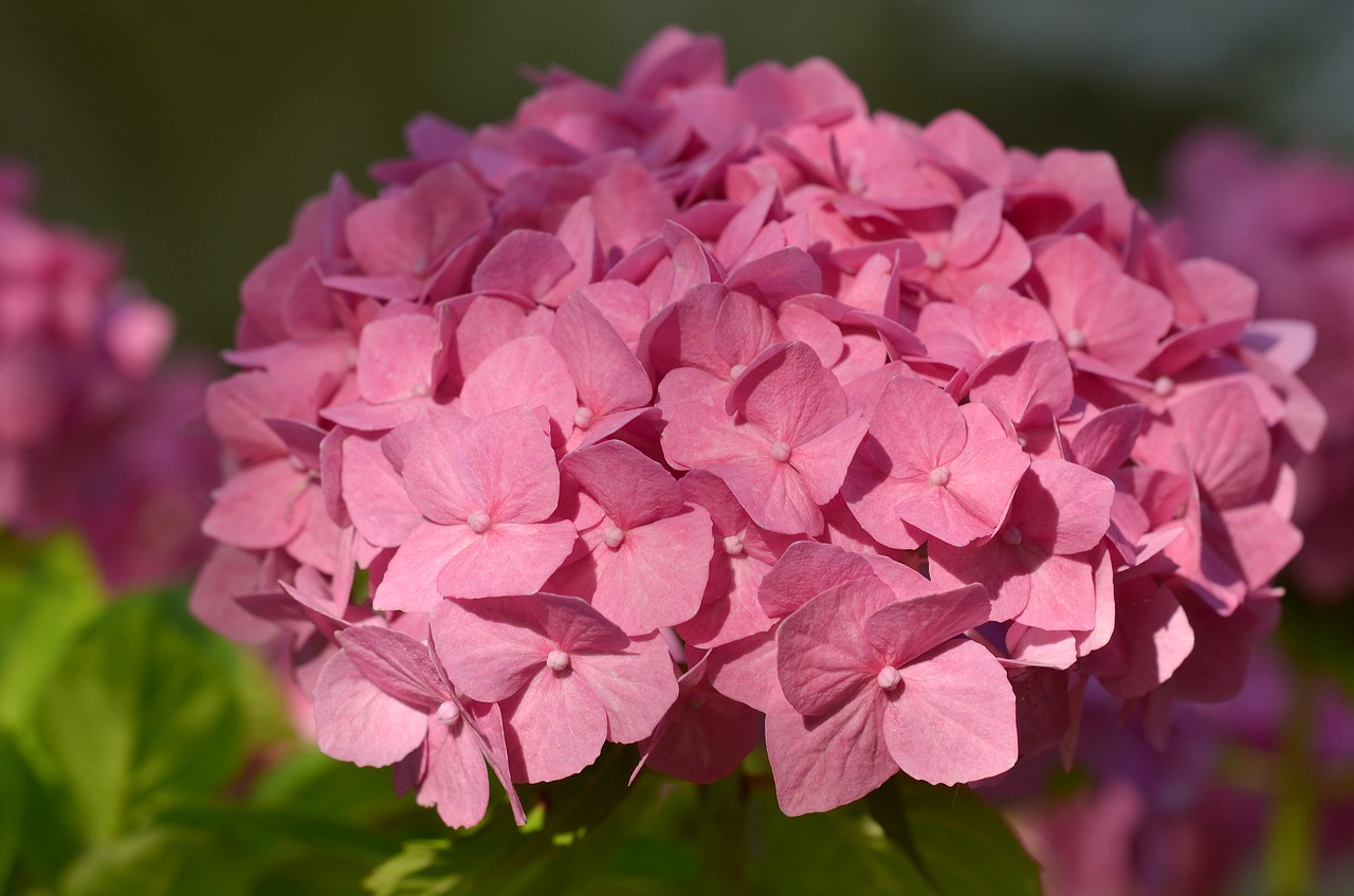 hydrangea bush flower free photo