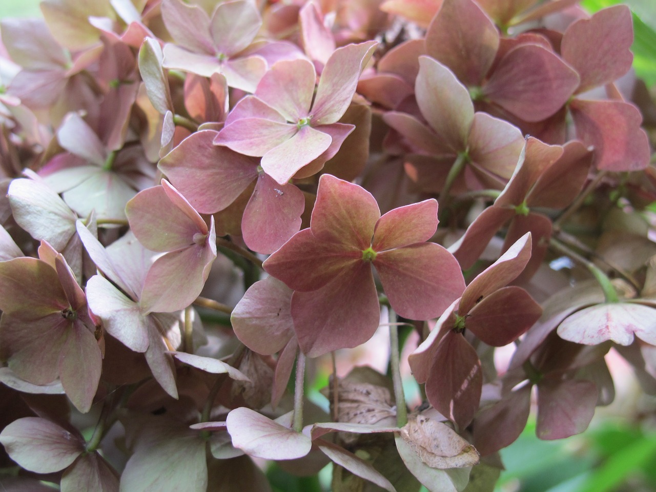 hydrangea flower nature free photo