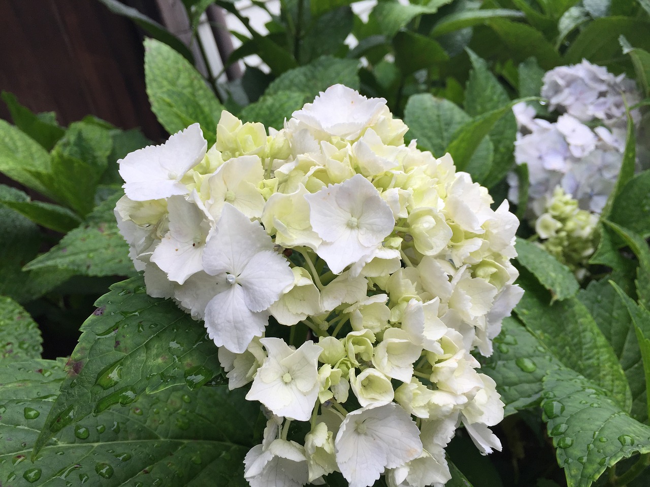 hydrangea may flowers free photo