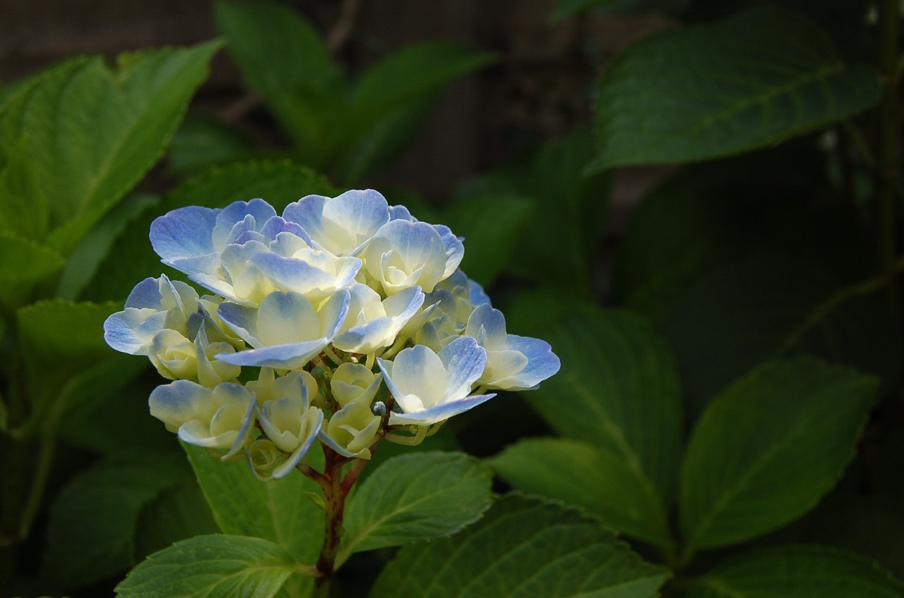 hydrangea nature flowers free photo