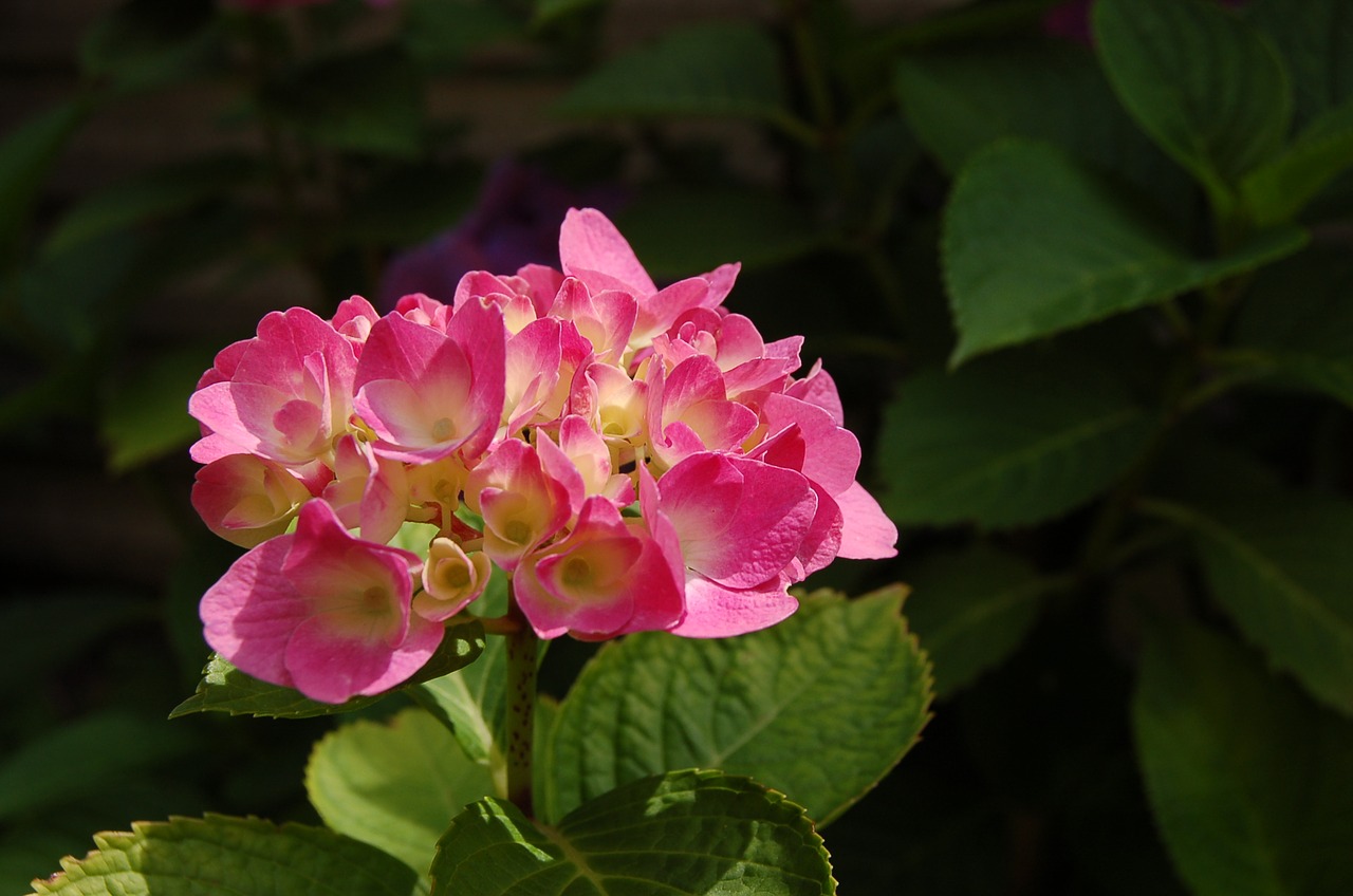 hydrangea nature flowers free photo