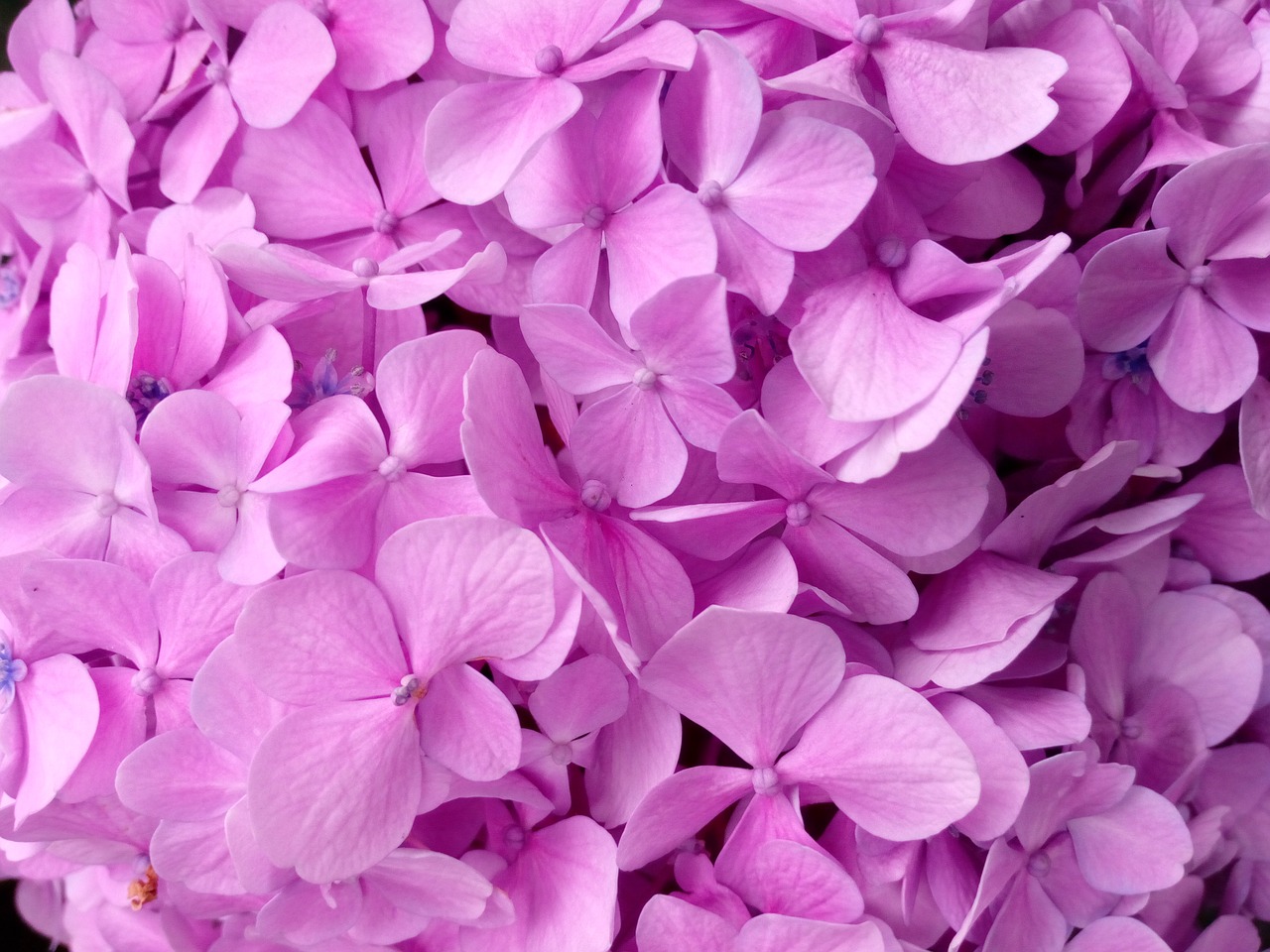 hydrangea petal texture free photo