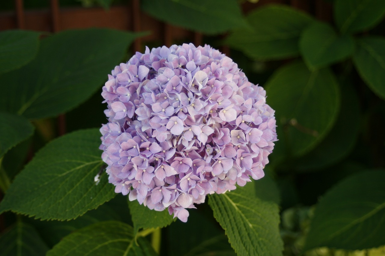 hydrangea flower plant free photo