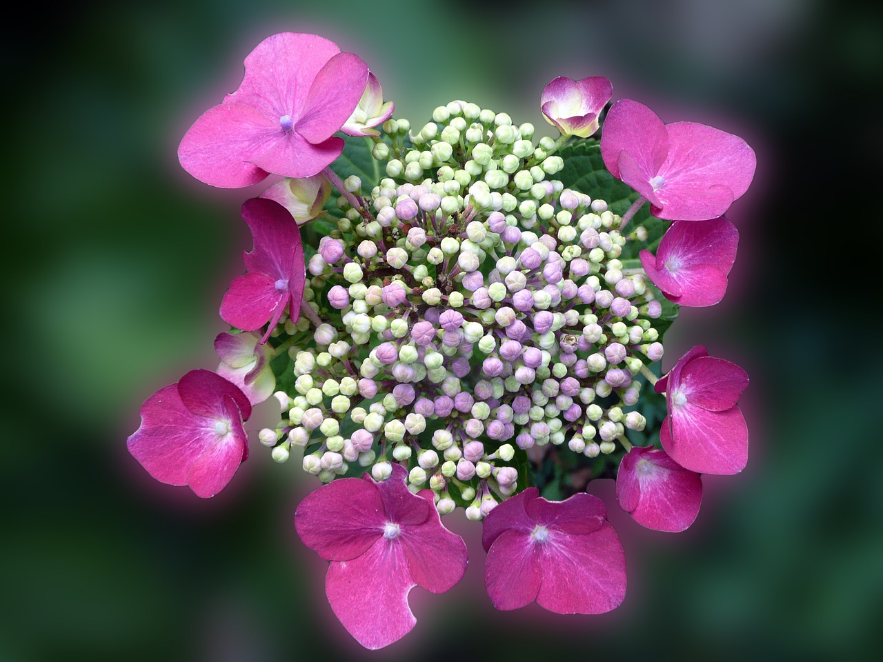 hydrangea blossom bloom free photo