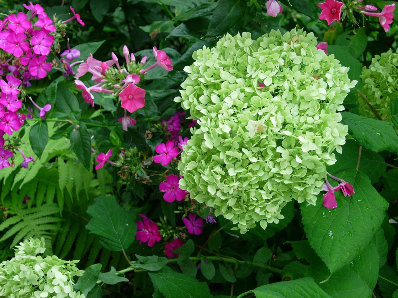 hydrangea blossom bloom free photo