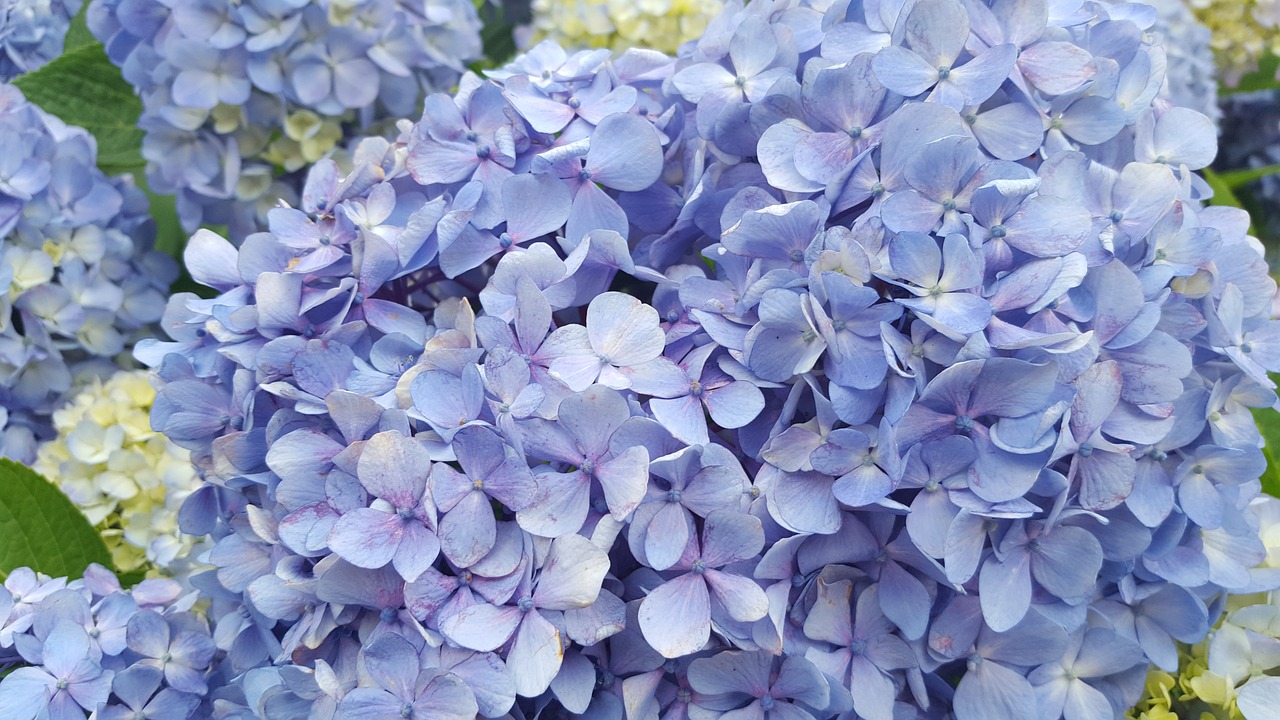 hydrangea flowers nature free photo