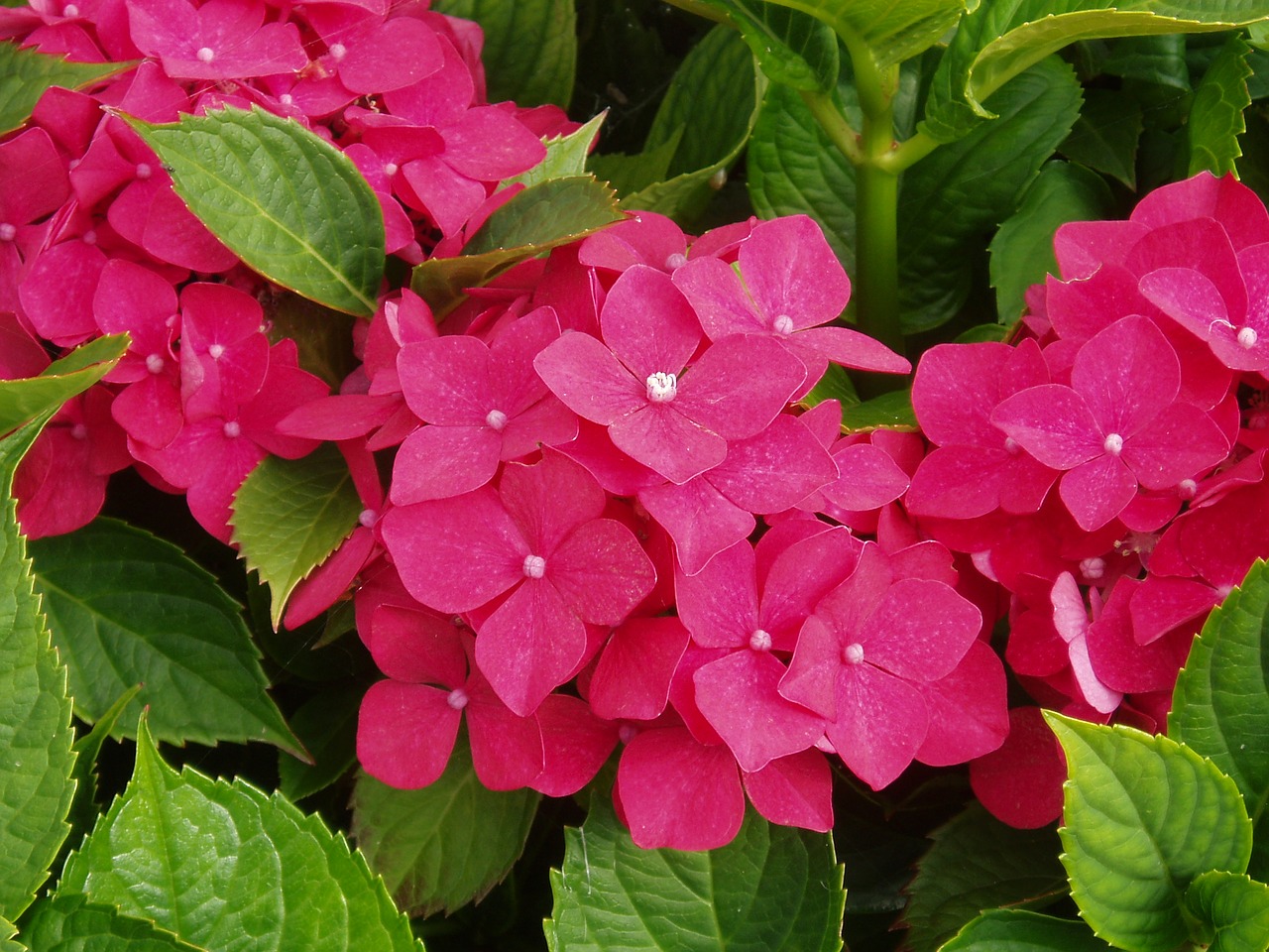 hydrangea red flower free photo