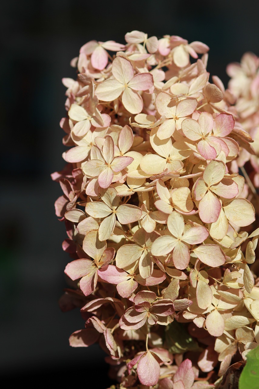 hydrangea flower dried-up free photo
