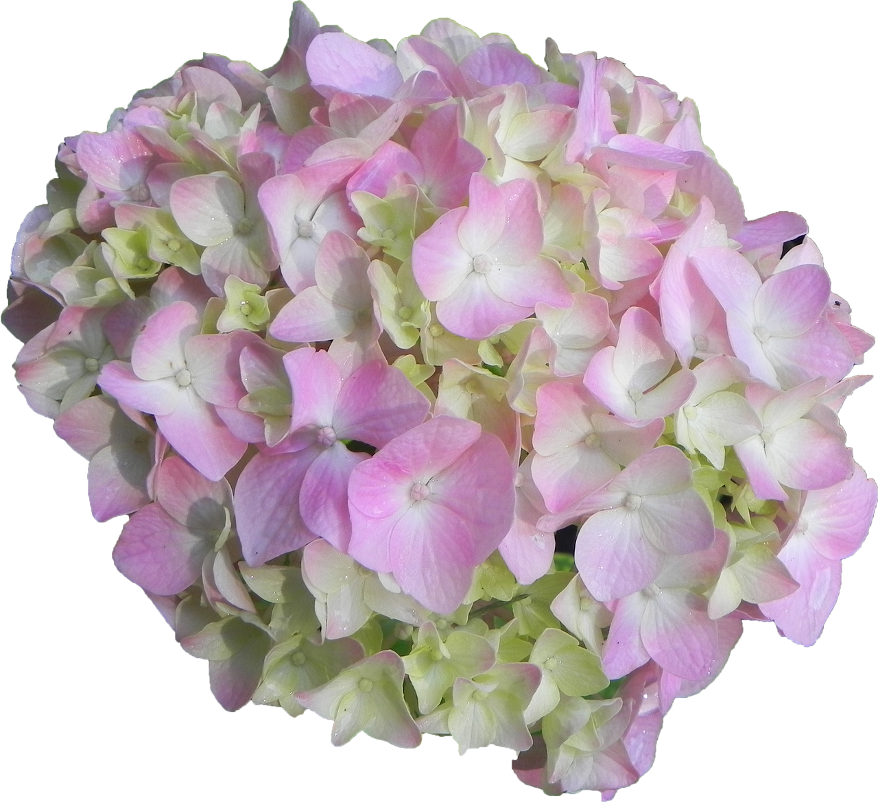 hydrangea flower pink free photo