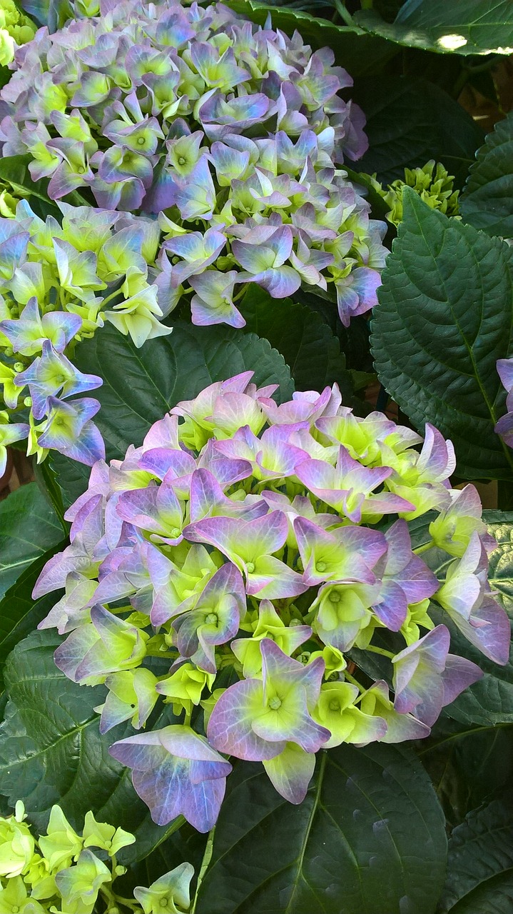 hydrangea flower violet free photo