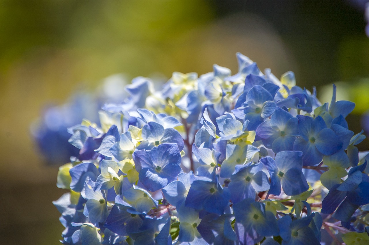 hydrangea flower floral free photo