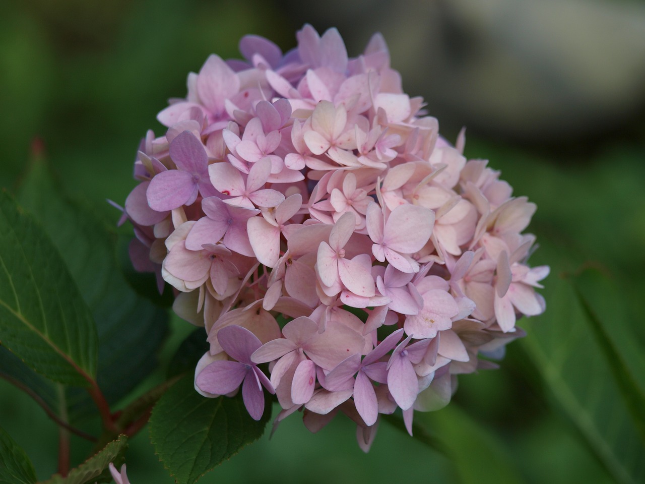 hydrangea flower hydrangea plants free photo