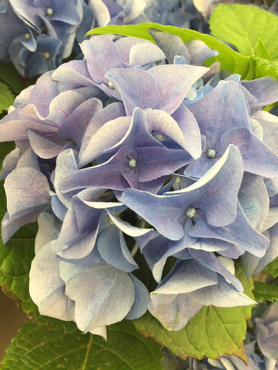 hydrangea flower plant free photo