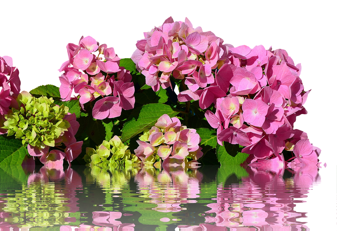 hydrangea isolated blossom free photo