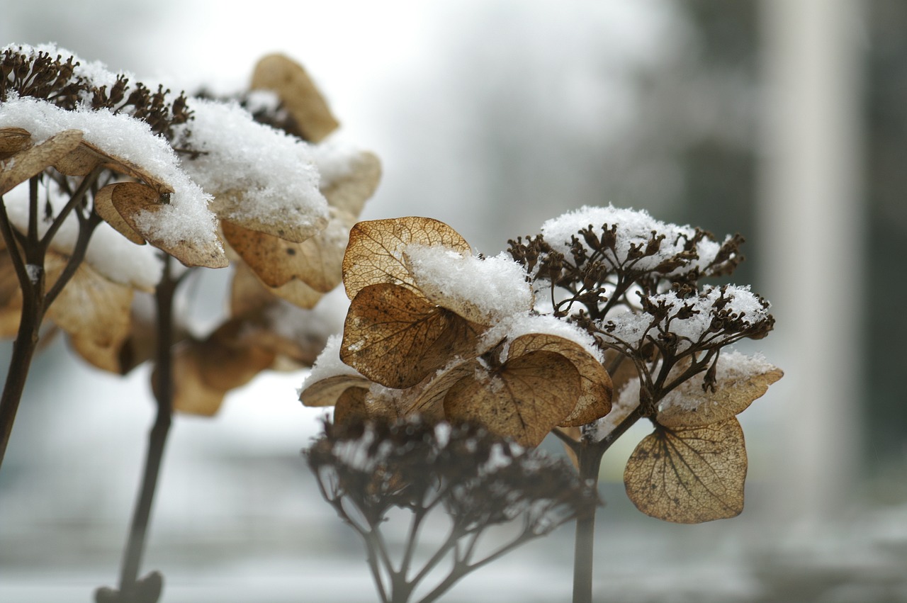 hydrangea winter freezing free photo