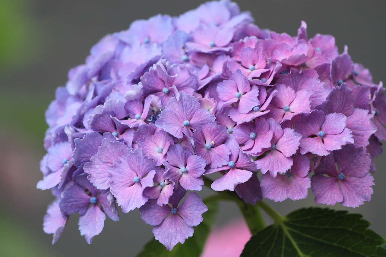 hydrangea flower purple free photo