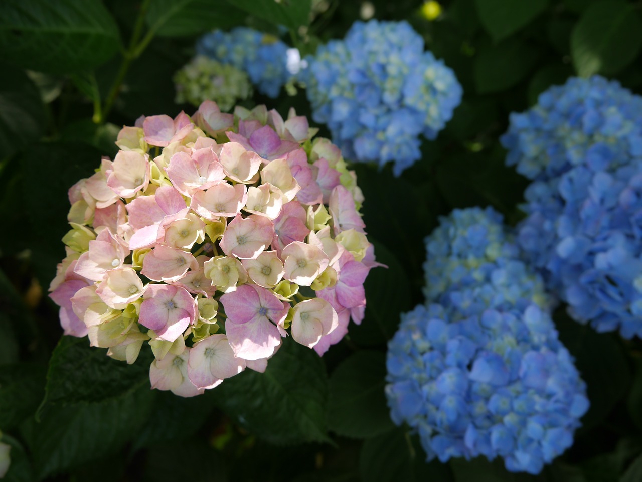 hydrangea kumamoto flowers free photo