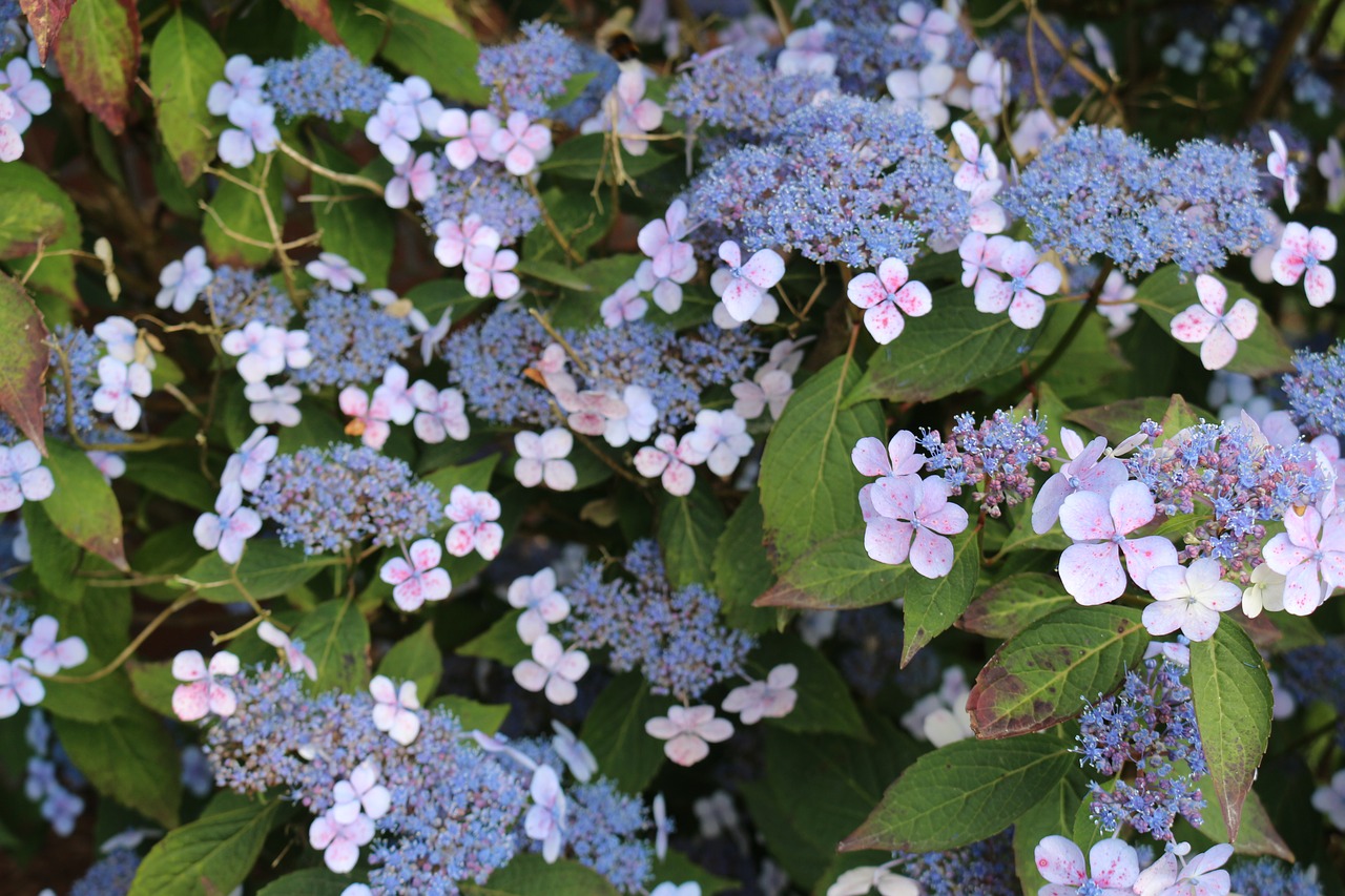 hydrangea garden plate hydrangea free photo