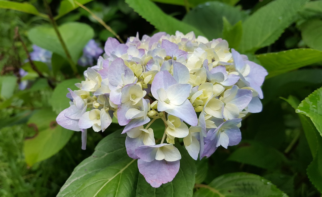 hydrangea purple spring free photo