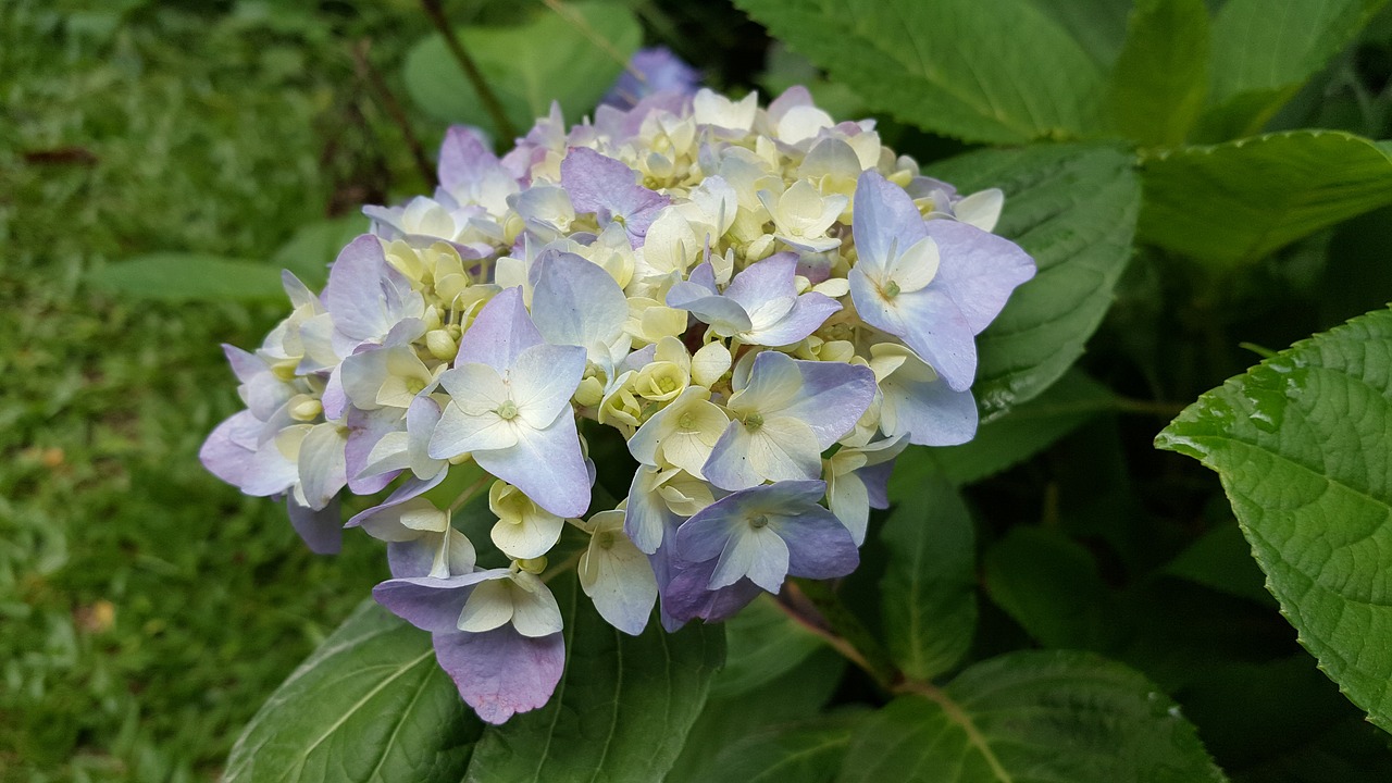 hydrangea lavender spring free photo