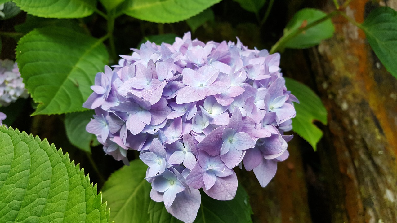 hydrangea lavender spring free photo