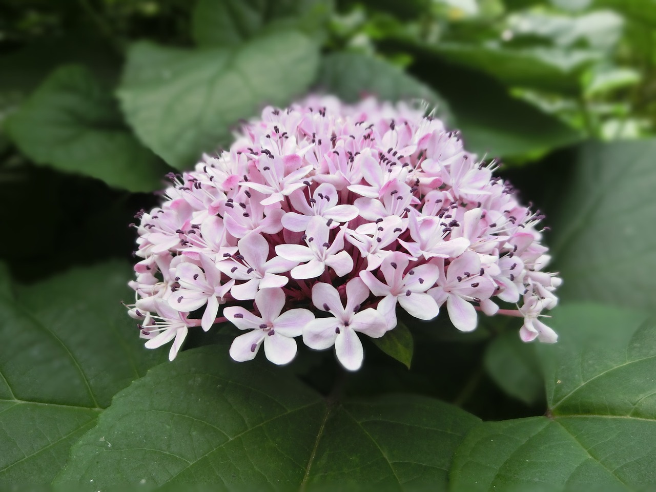 hydrangea pink beautiful port free photo