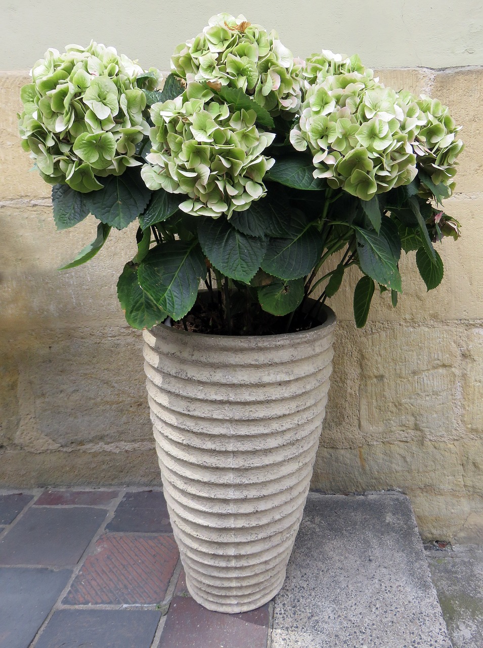 hydrangea flowerpot flowers free photo