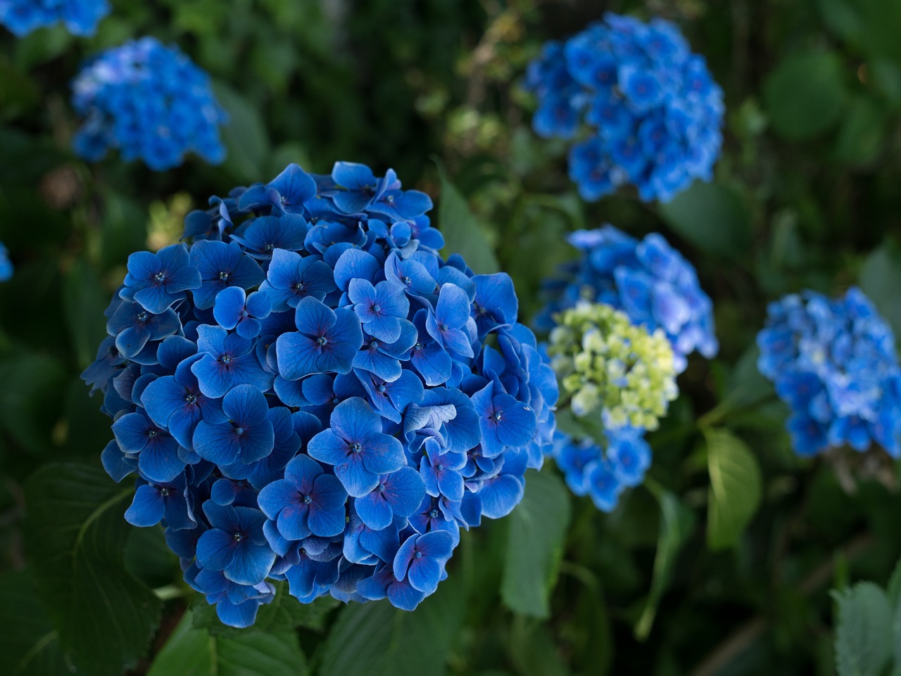 hydrangea flowers rainy season free photo