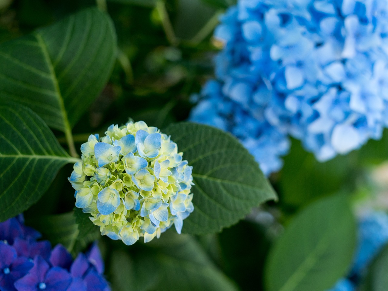 hydrangea flowers rainy season free photo