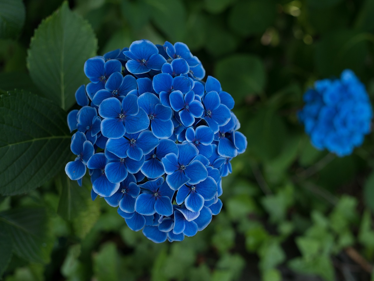 hydrangea flowers rainy season free photo