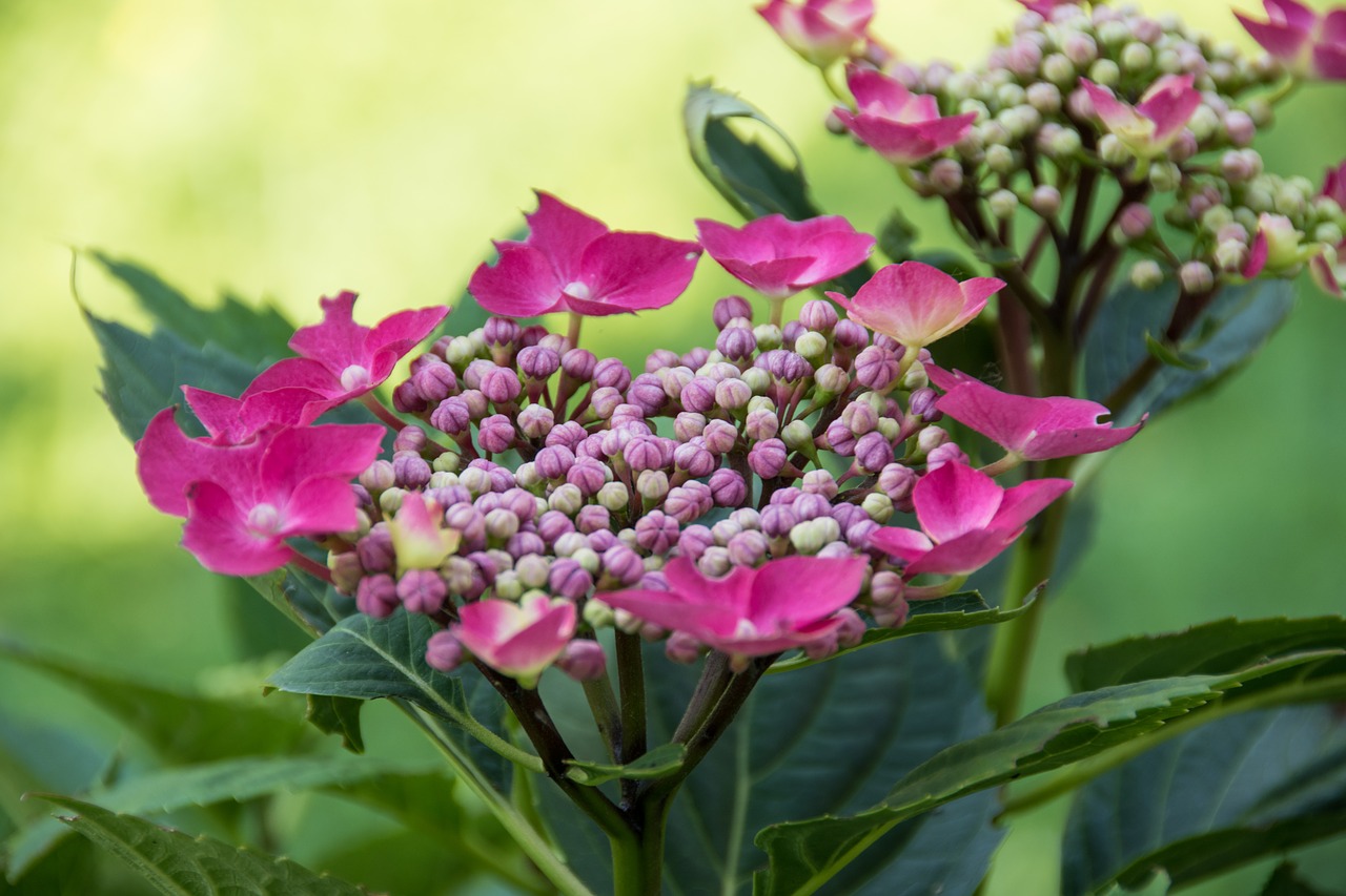 hydrangea flower garden free photo