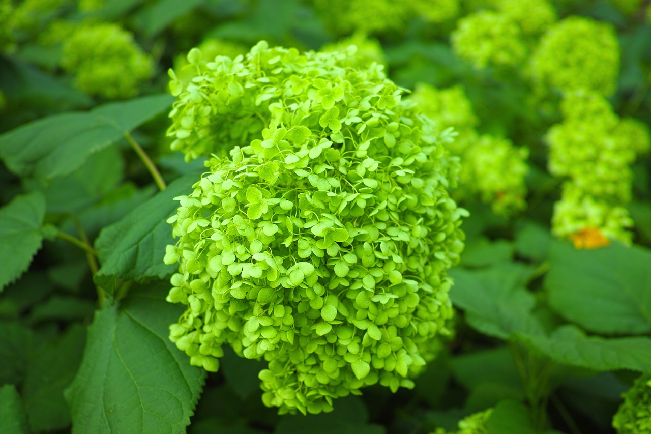 hydrangea bud close up free photo