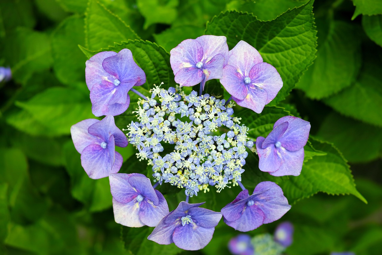 hydrangea in the early summer japan free photo