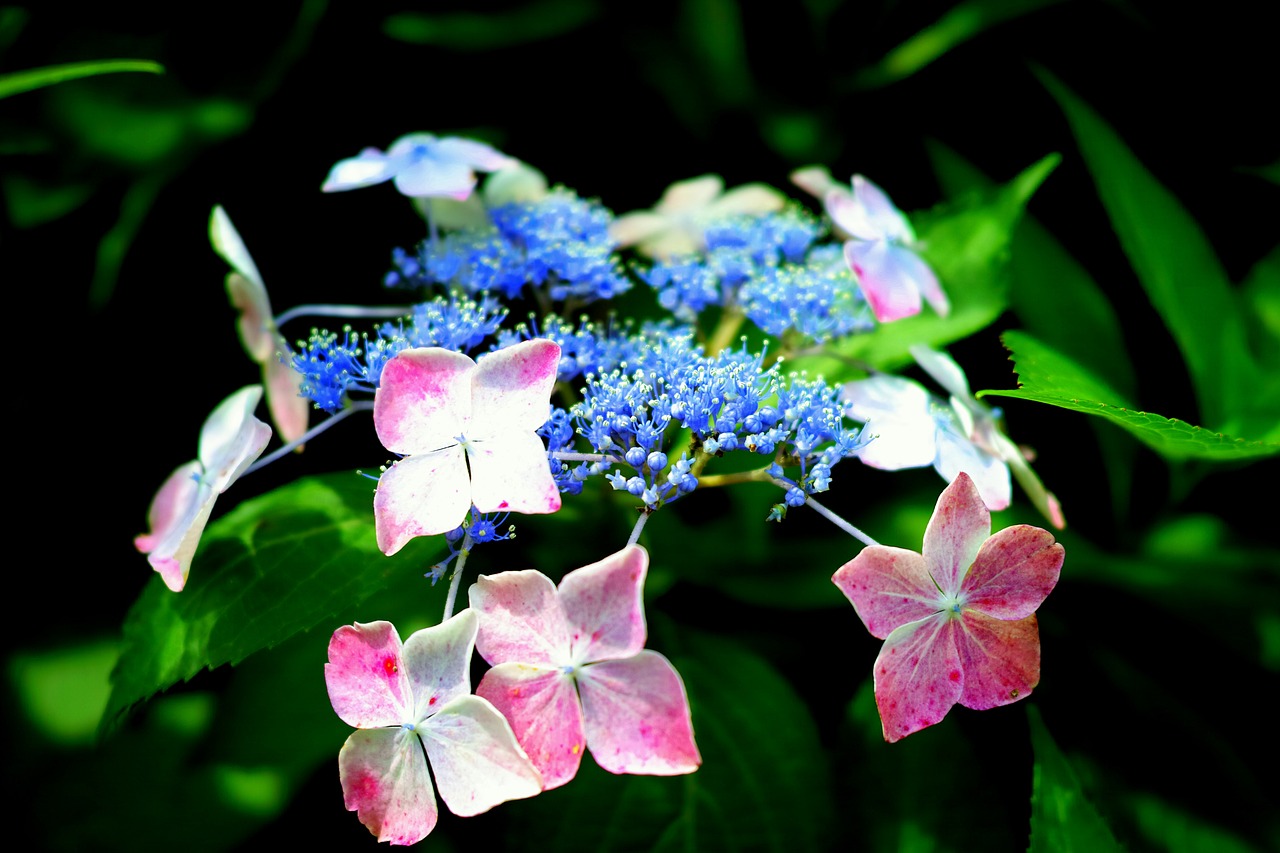 hydrangea in the early summer japan free photo