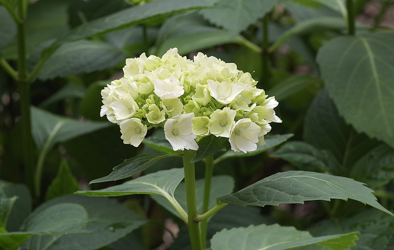 hydrangea flower garden free photo